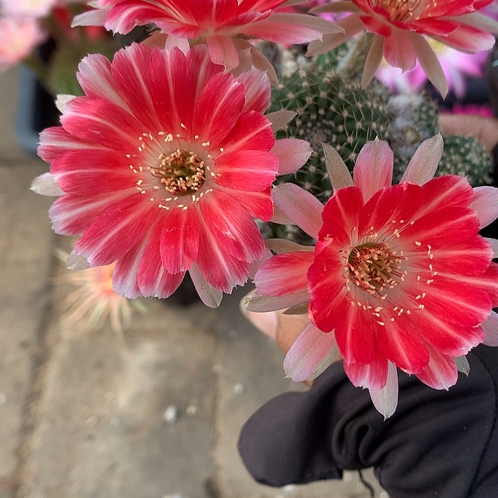 23 实生丽花6.5厘米盆 球体缺水