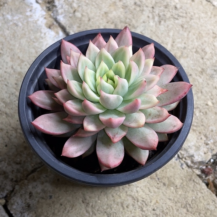 羞涩锦一物一拍锦龙