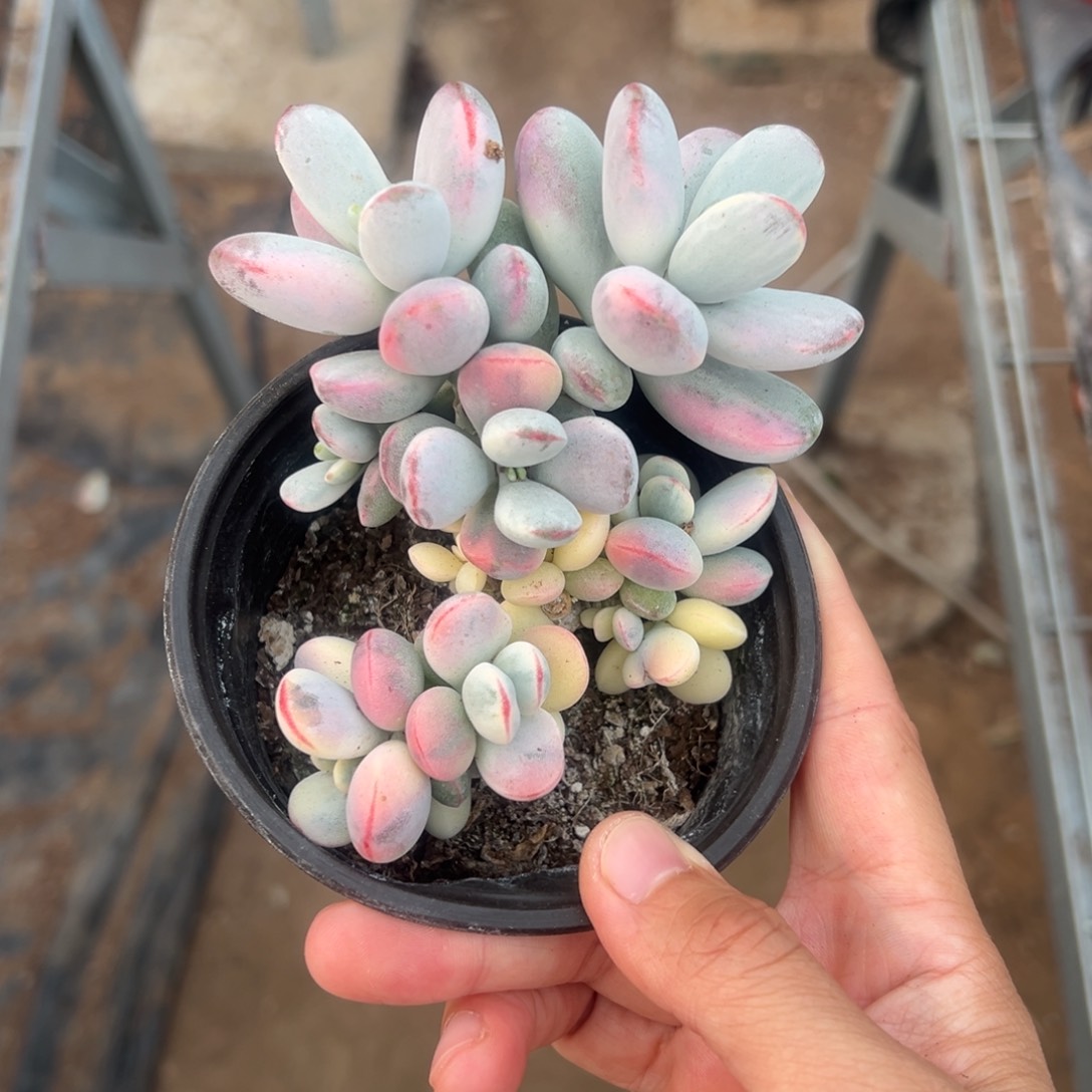 多肉乒乓福娘锦2572号