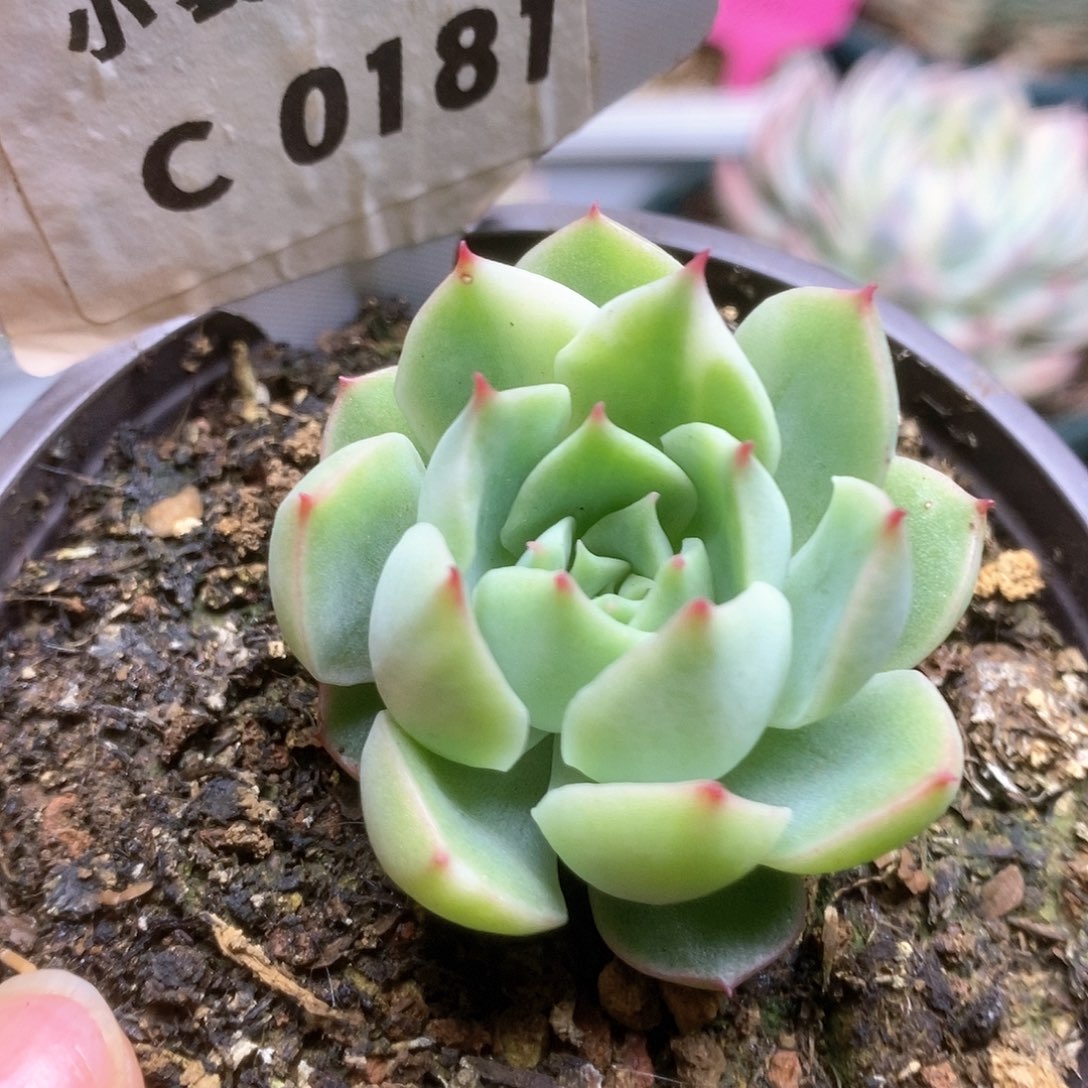 C181加勒比海蓝锦锦锦