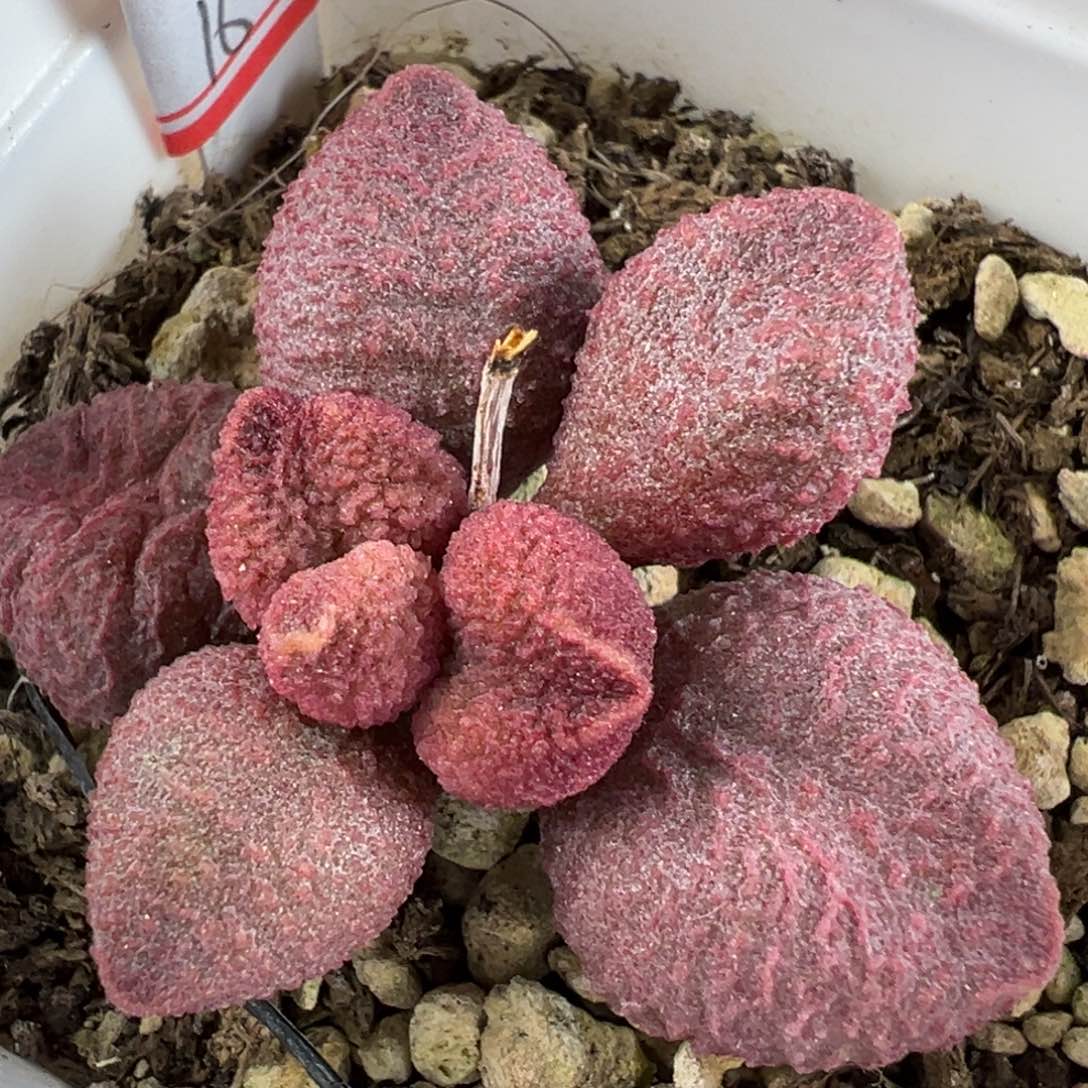 水蜜桃单头纯木质桩多肉植物
