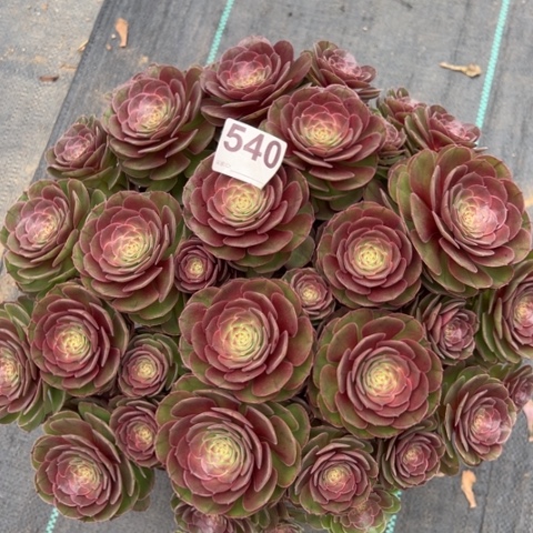 540沙拉碗朵朵35厘米左右多肉