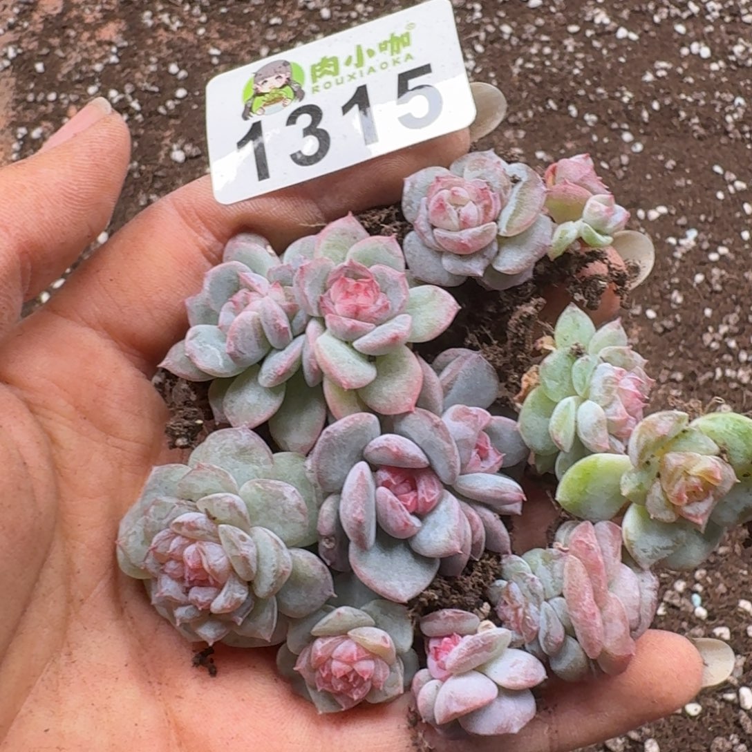 ✧***シ多肉植物多肉植物