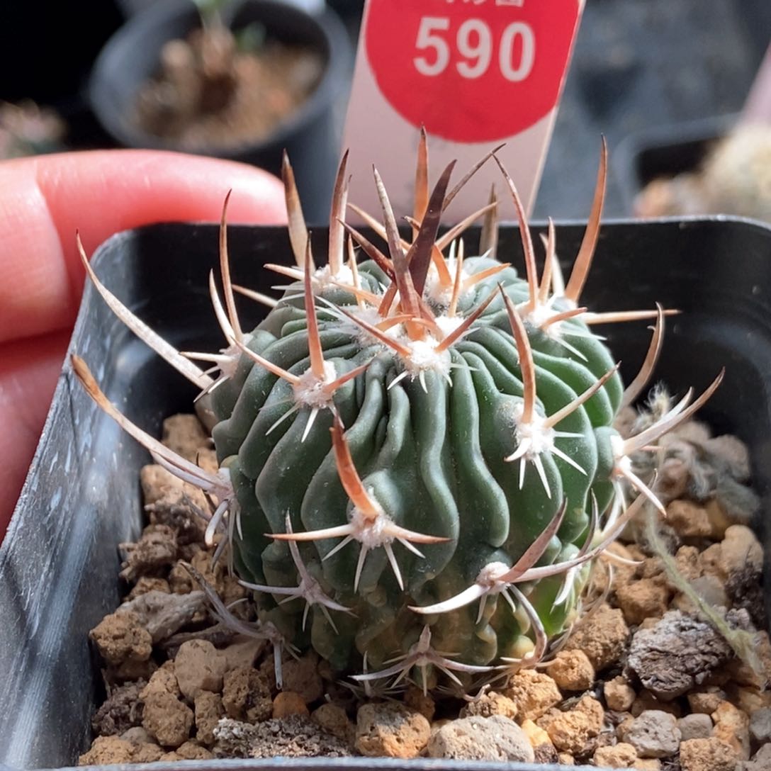 实生喷泉刺振武玉3.7cm