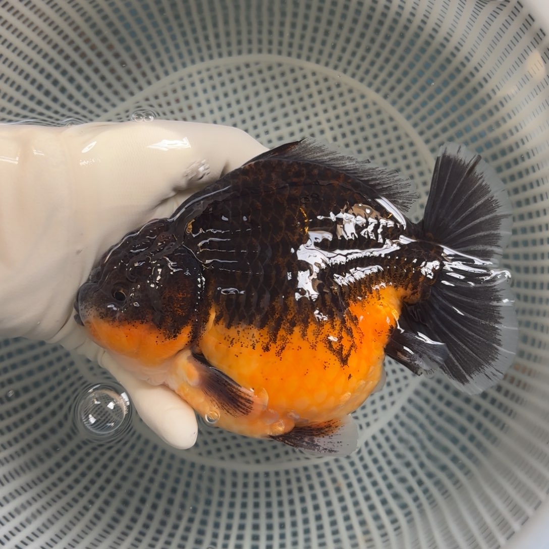 皮***海水鱼17麒麟包金