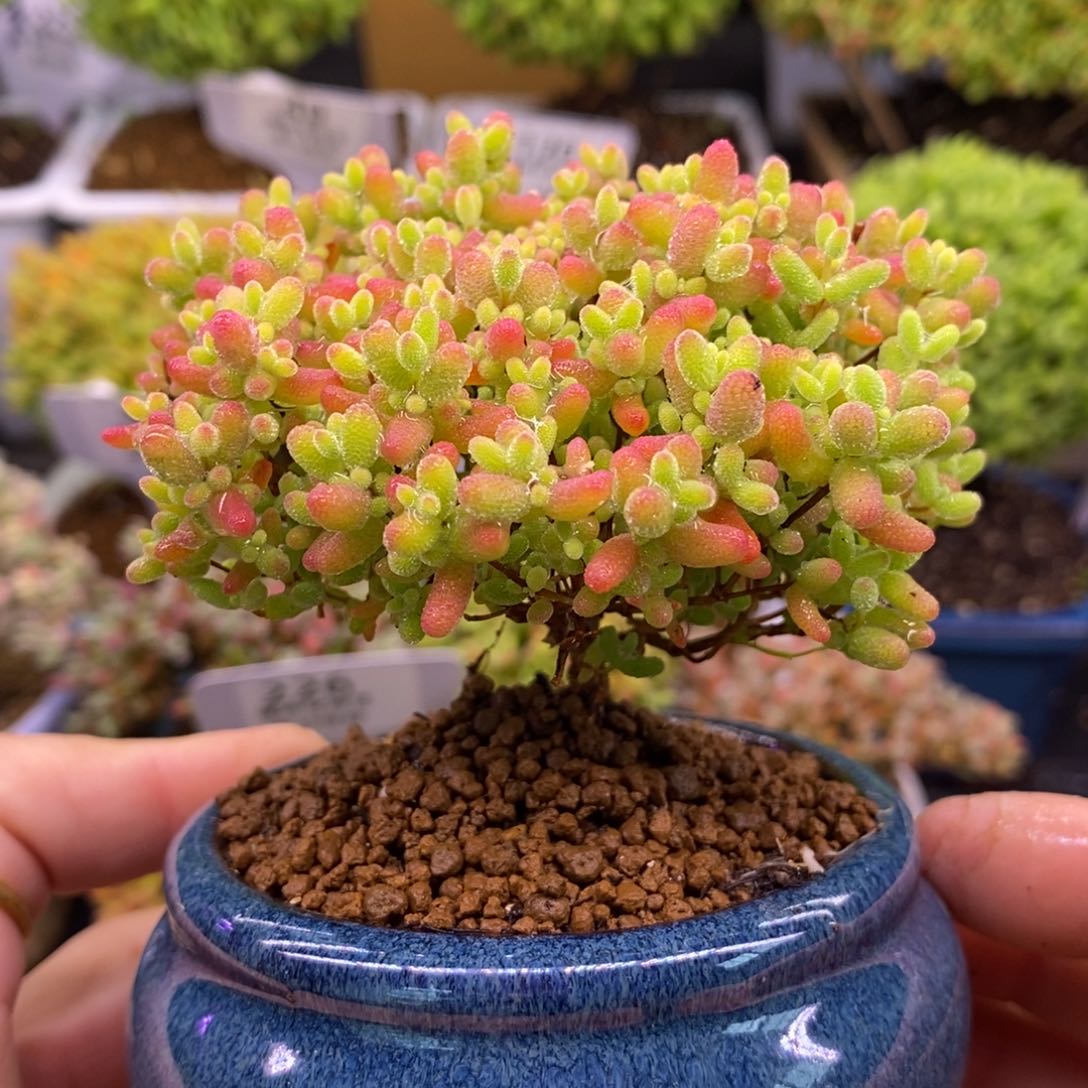 264蜜橘糖球。   （带盆。 ）