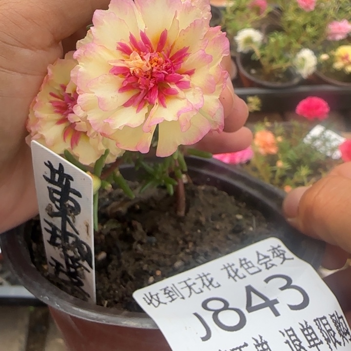 无花朵J843超小苗盆口10cm
