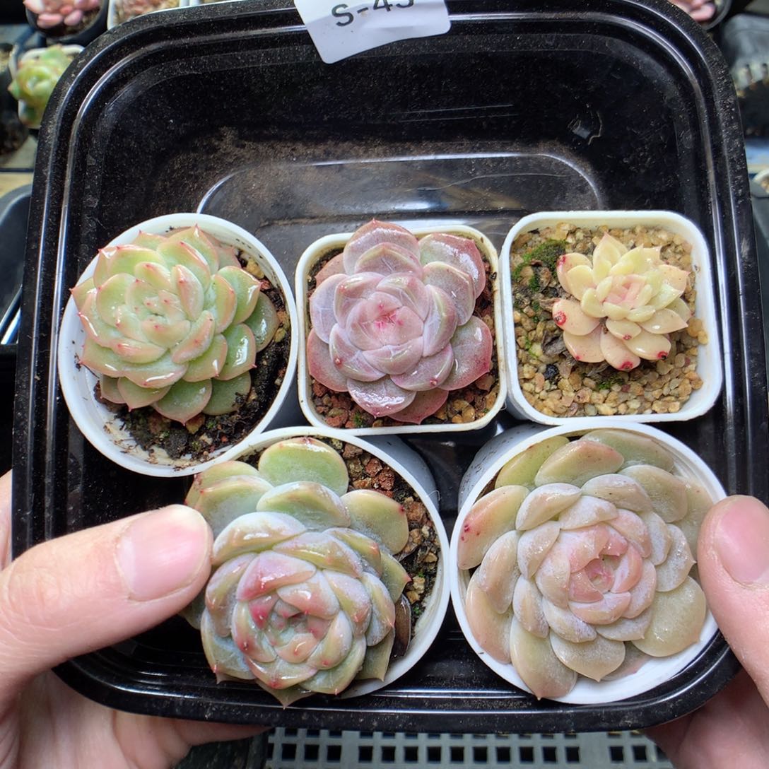 S43y y y y y y y y y