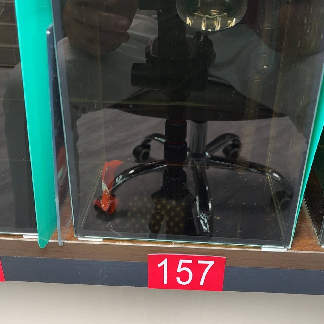 斗鱼彩金半月公鱼