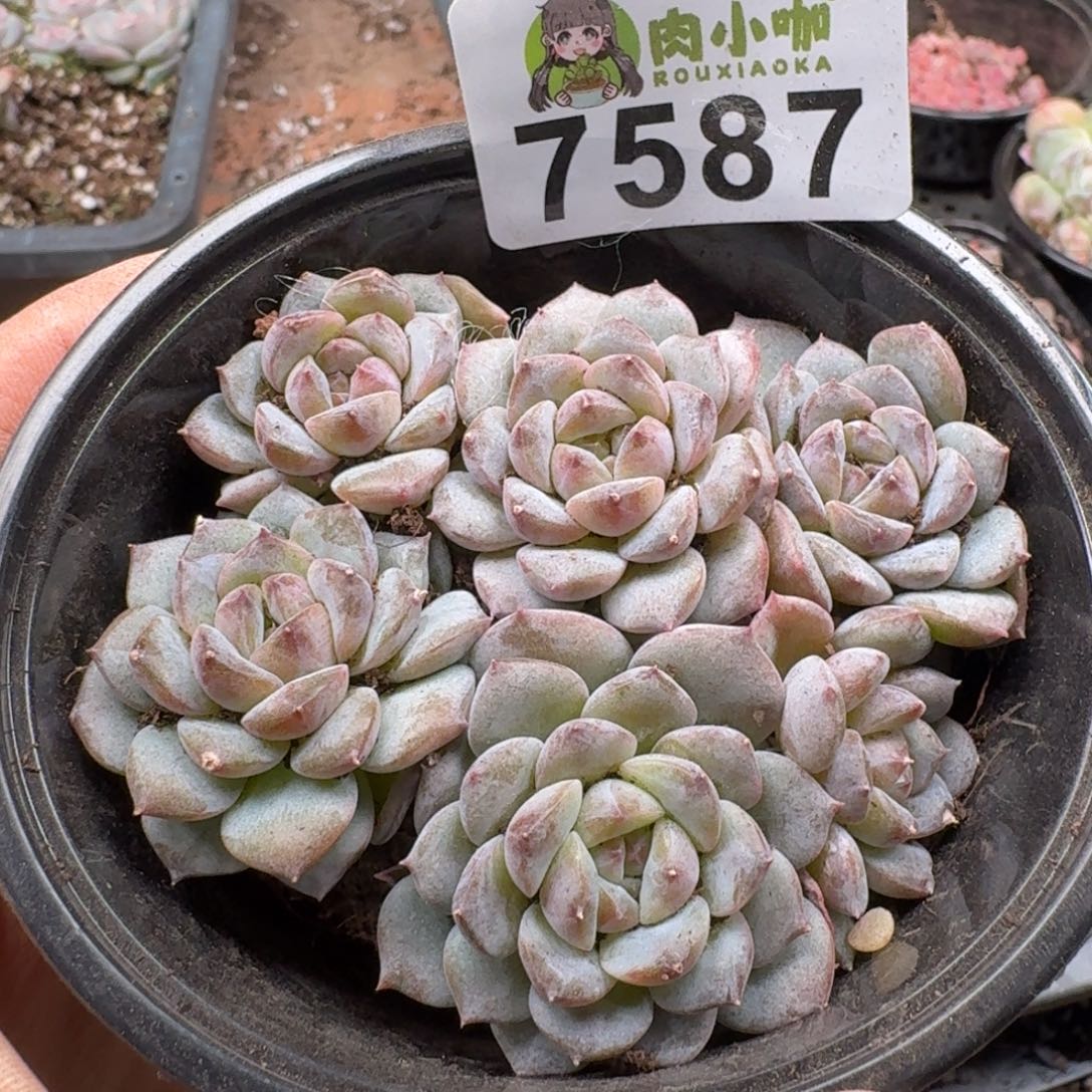 多肉植物多肉植物