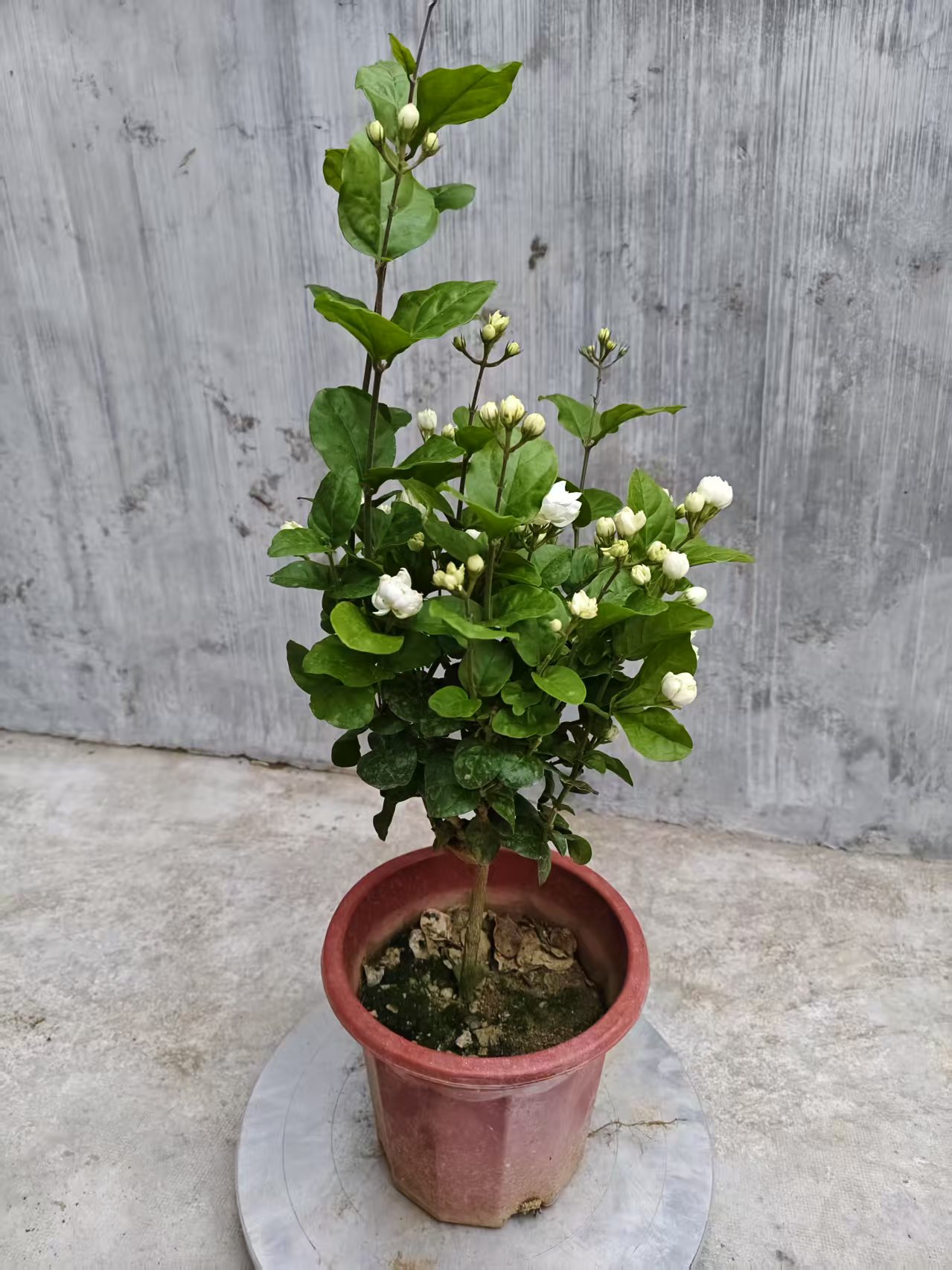 巴西茉莉花盆栽室内阳台庭院观花卉