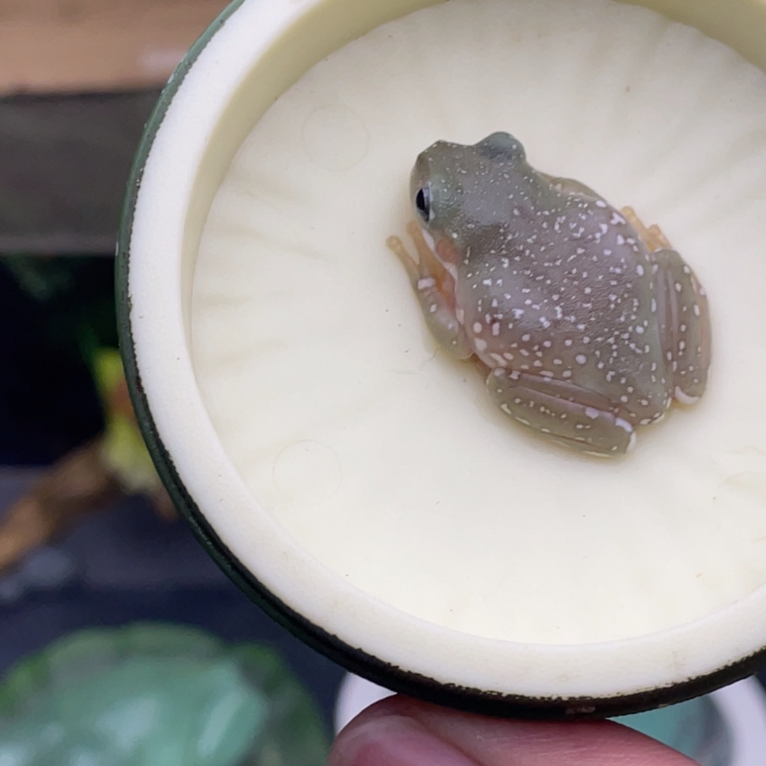 老爷树蛙13号蓝眼异色