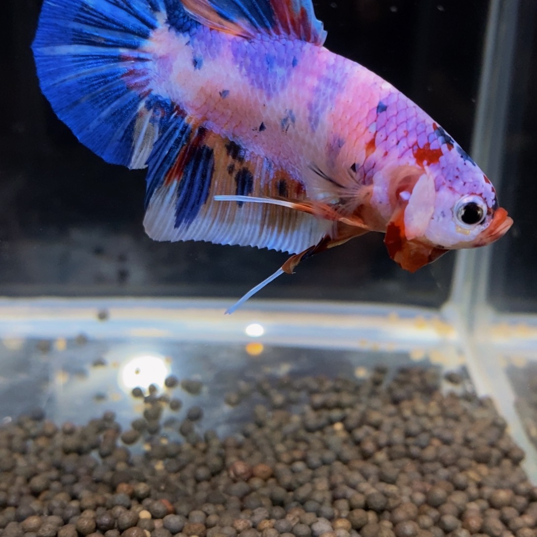 热带鱼公498巨斗