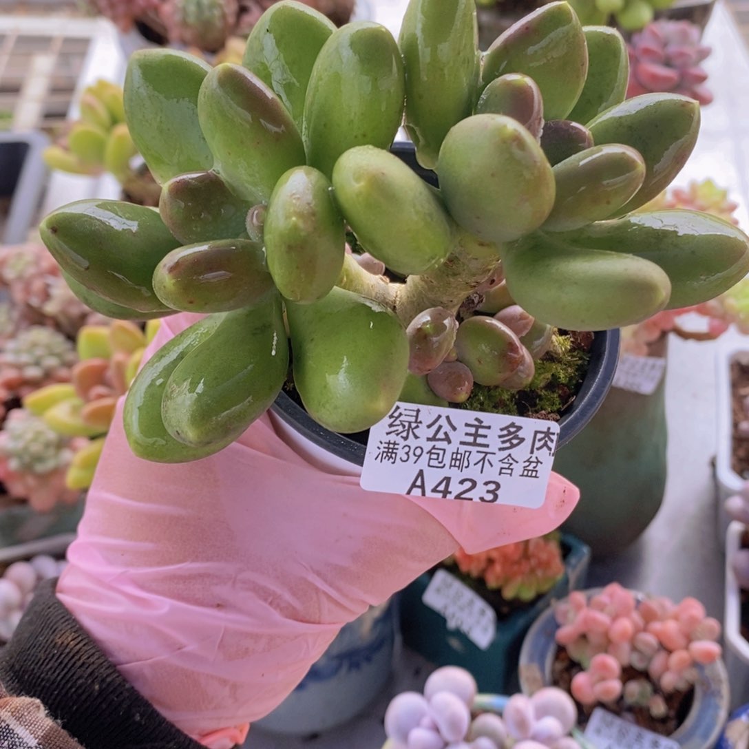 芒果奶10cm423多肉植物