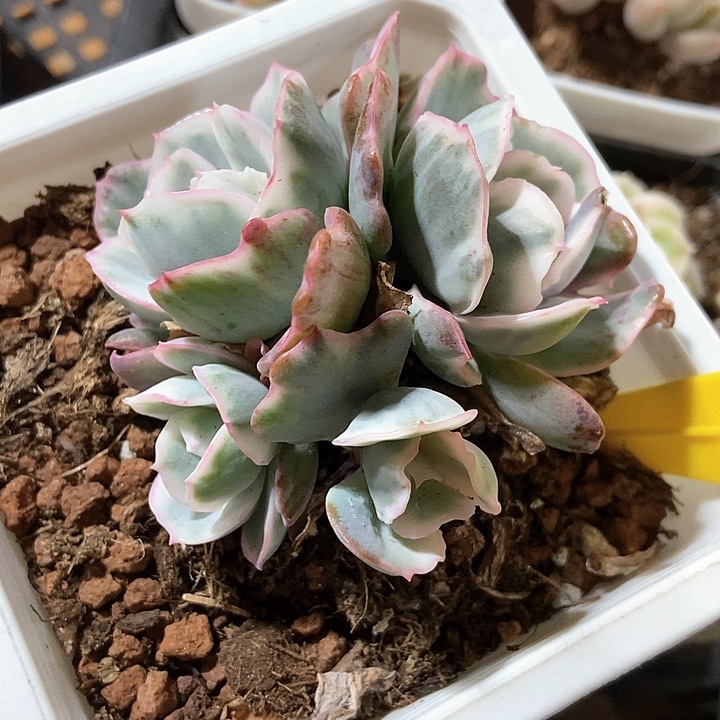 多肉植物伯克利锦917