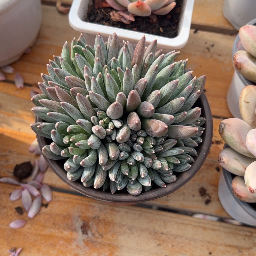 多肉炫彩星【非偏远地区满18包邮】