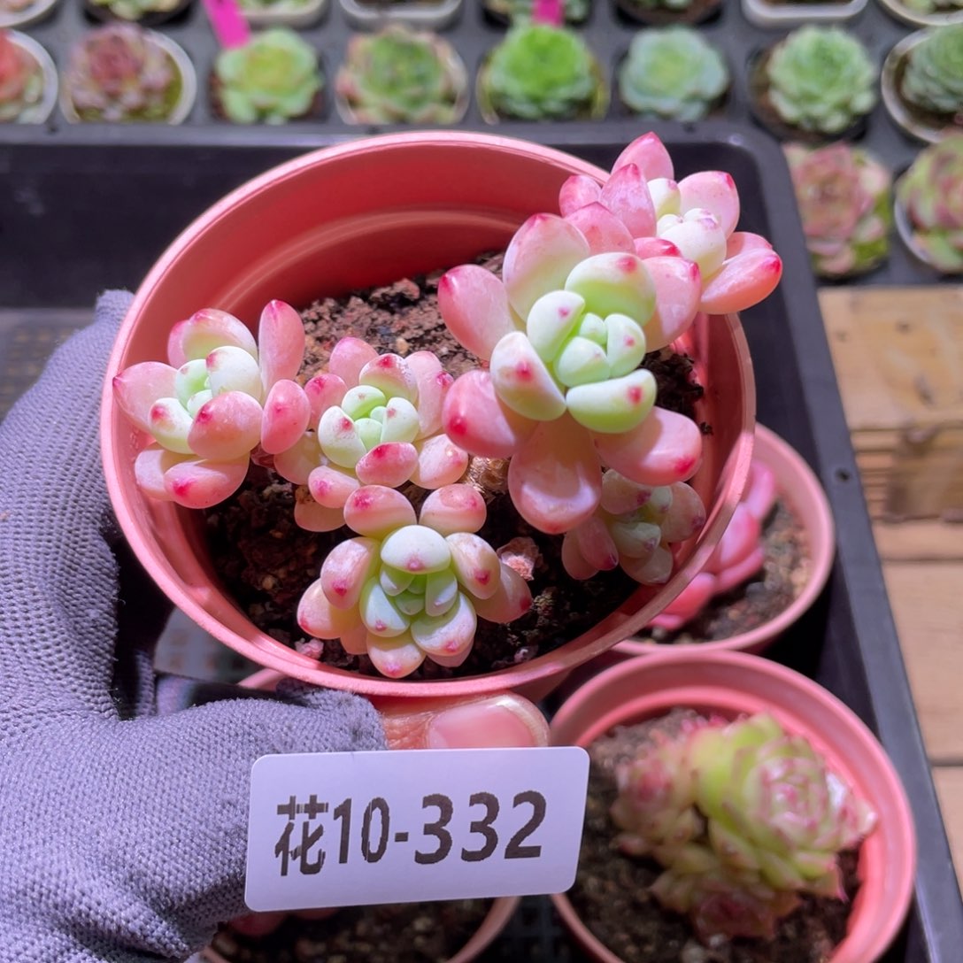 花利美10-332罗琦群