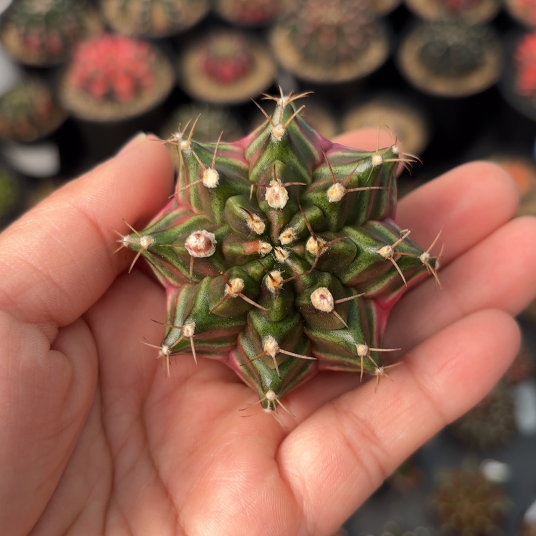 泰系米哈仙人球50号