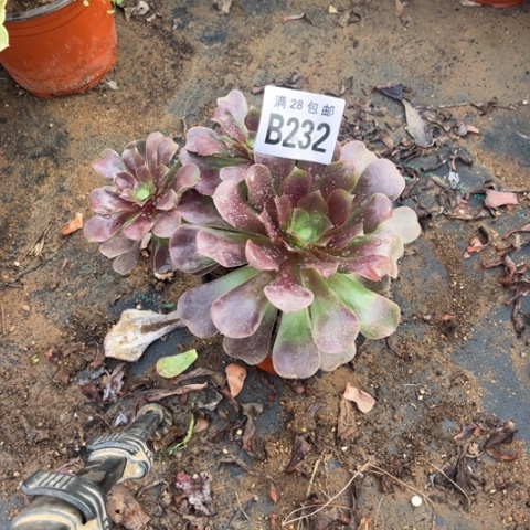 232欧紫不包断枝