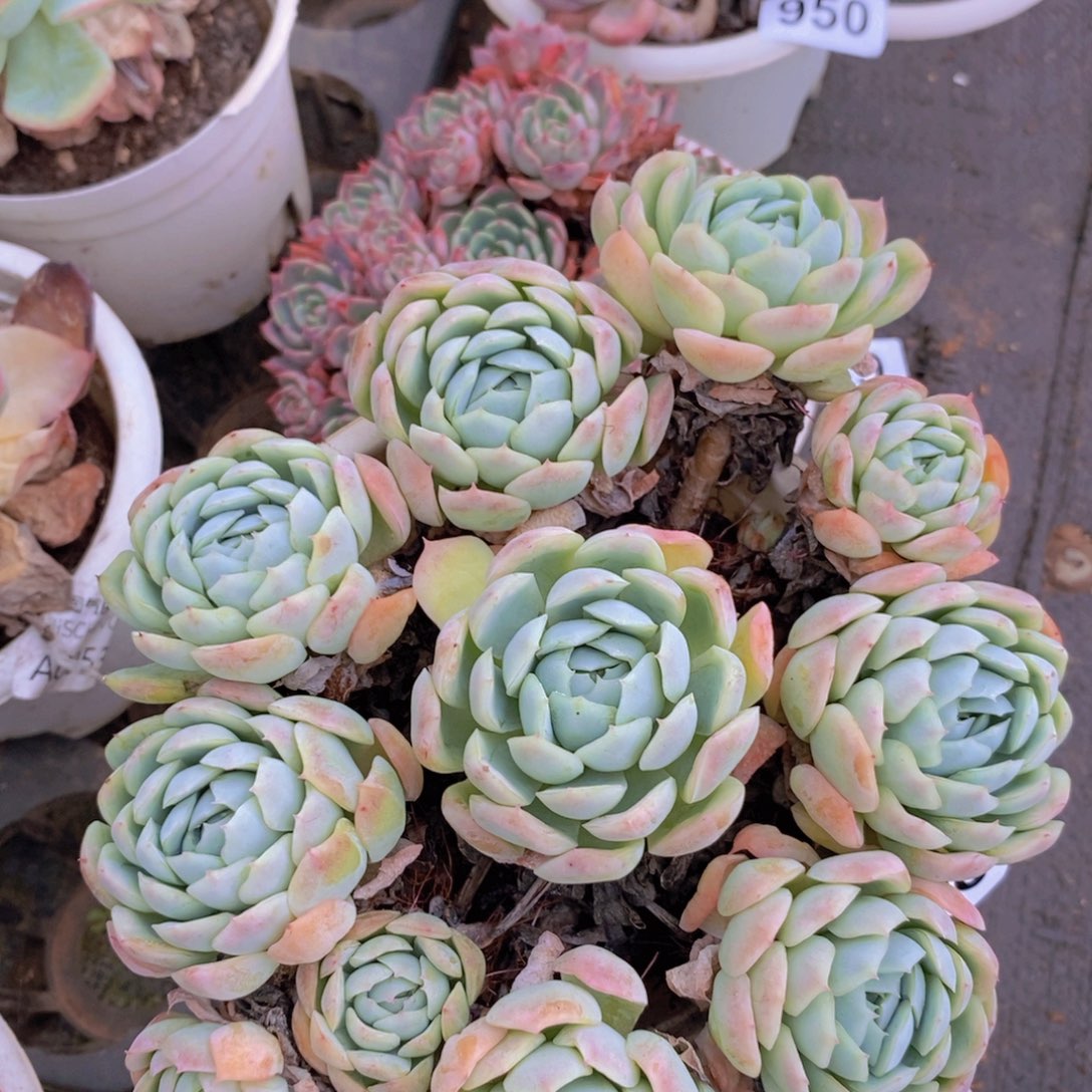 953贝瑞手捧一物一拍