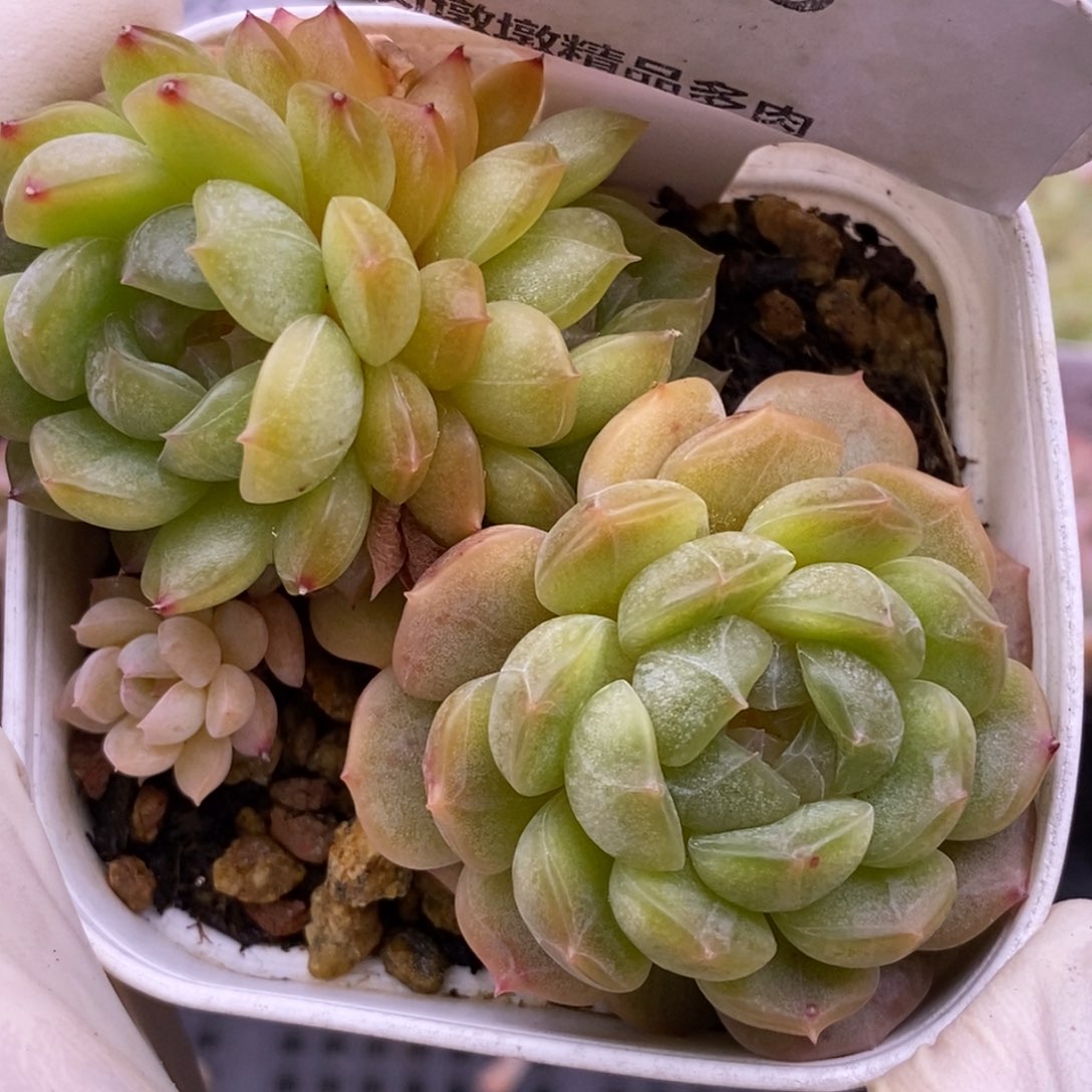 【闪购商品】25-50