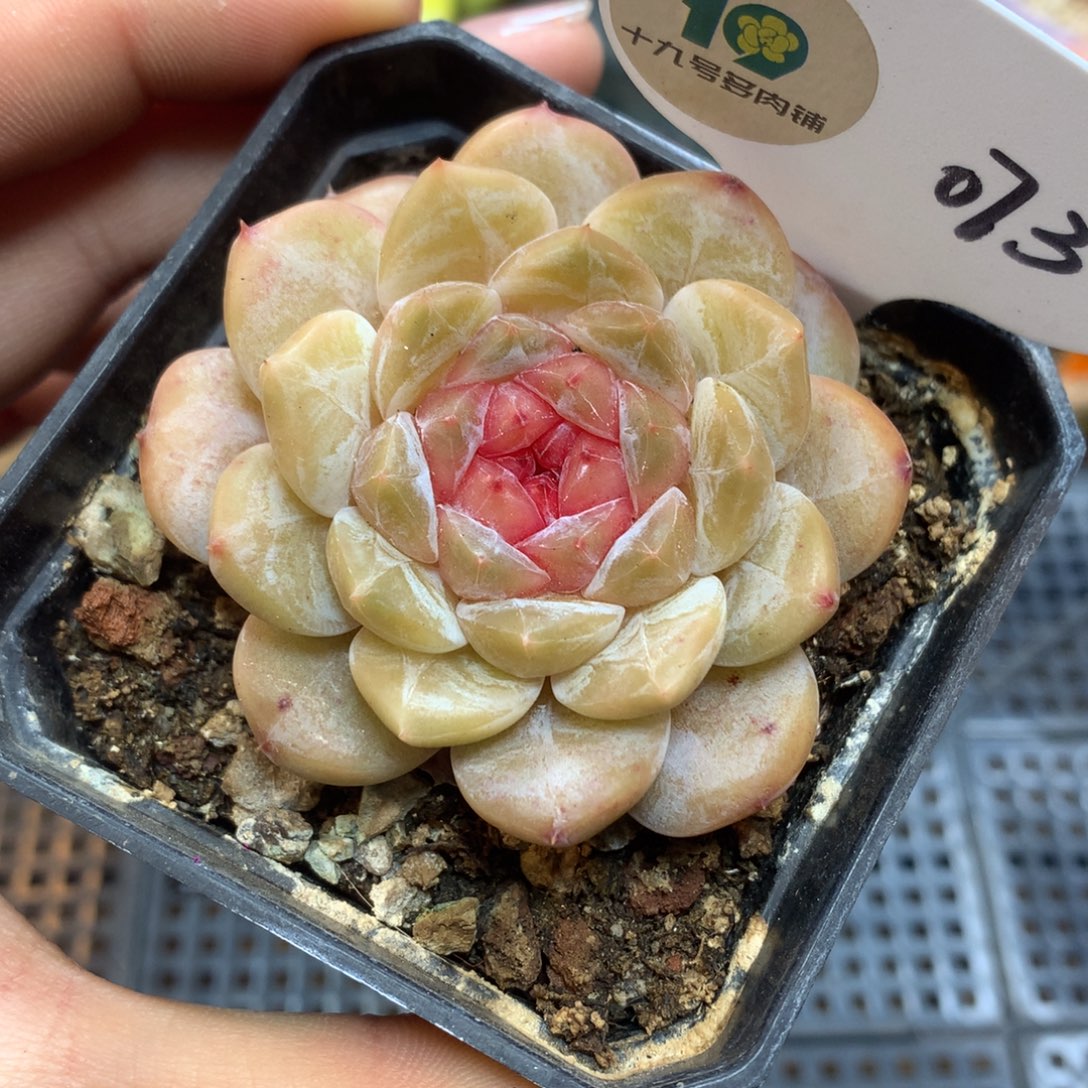 073 冰珀福利 5cm