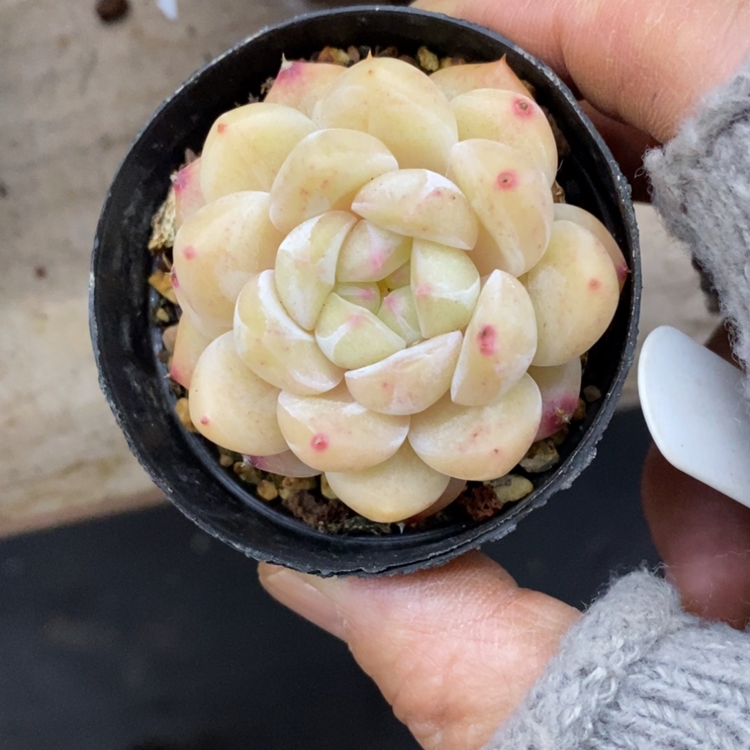 精品多肉一物一拍不包整70