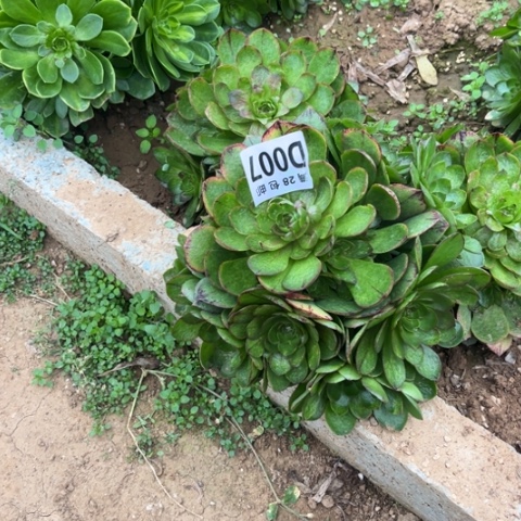 007万拉丝不包断枝