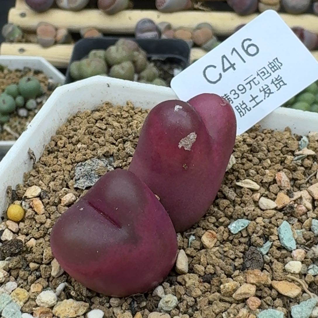 416哈哈哈哈哈哈哈哈哈