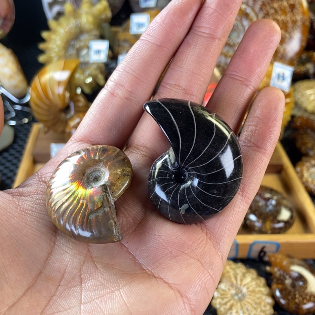 玉天然古生物化石黑鹦鹉螺化石