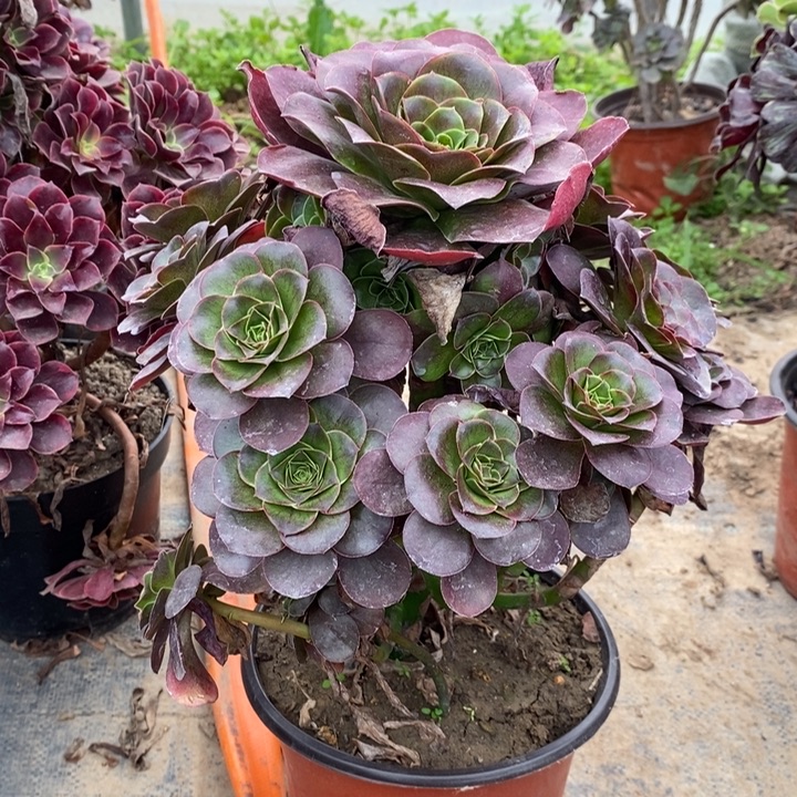 魅金玫瑰多肉植物16。