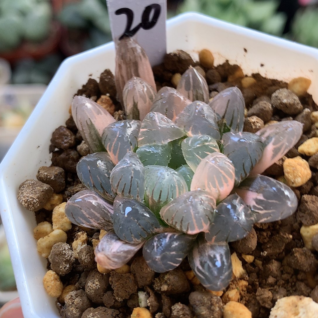 冰灯玉露锦带盆土发货tul