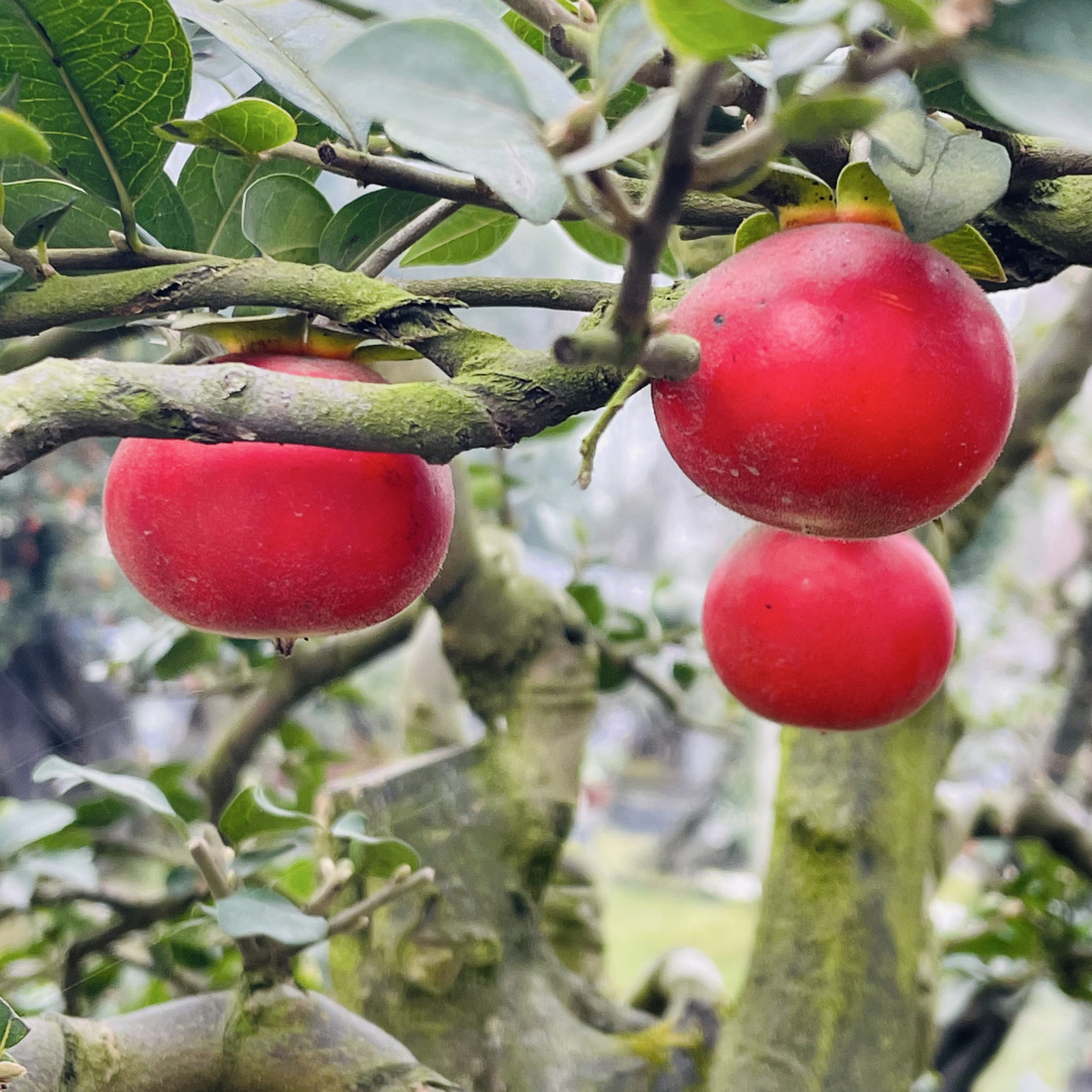 金弹子海棠花老鸦柿精品盆景灌木老桩价值3000万金弹子盆景舍利子