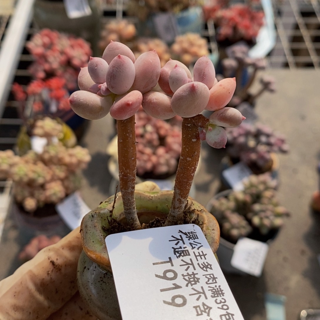 苹果奶919/5cm叶片发黄