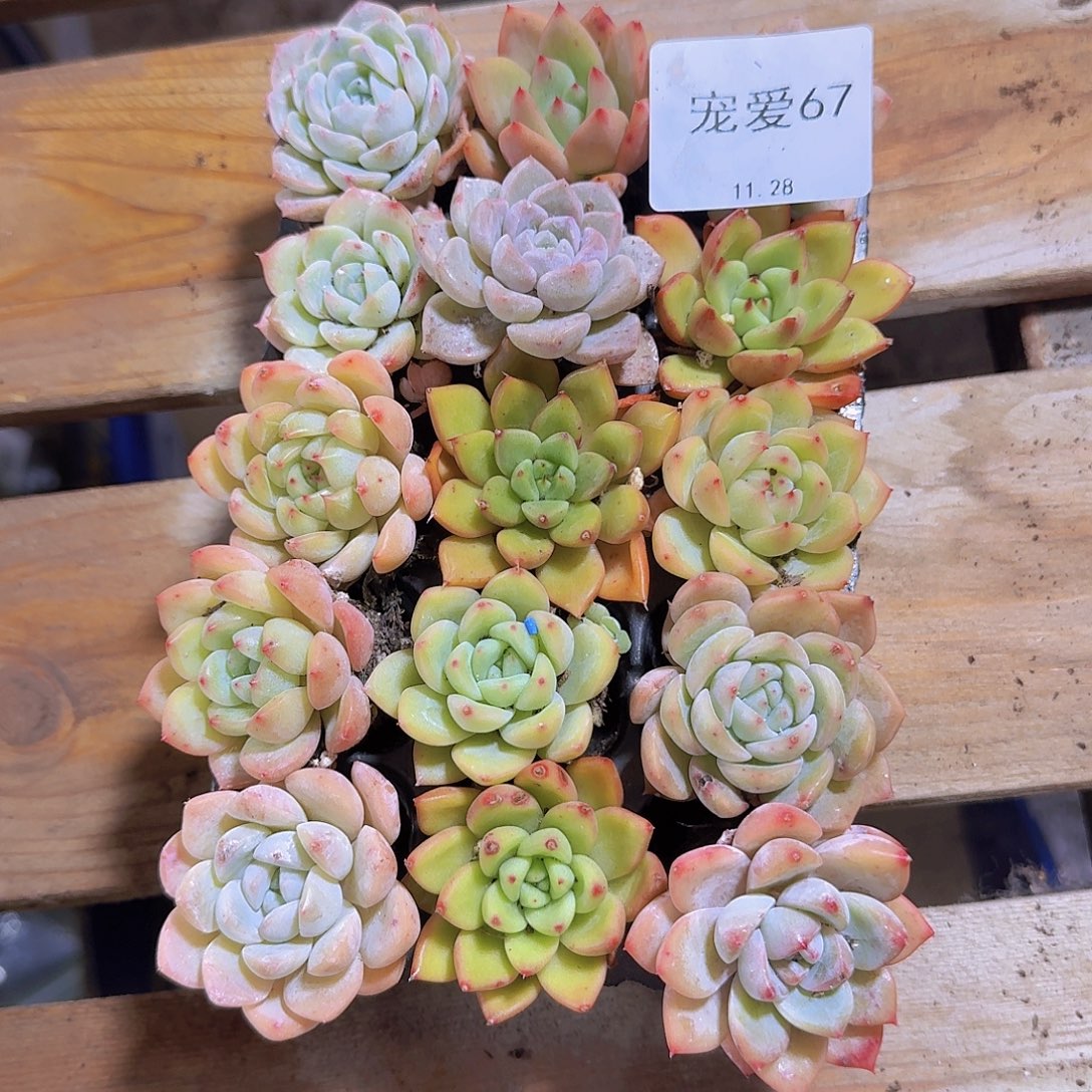 直播福利一物一拍67