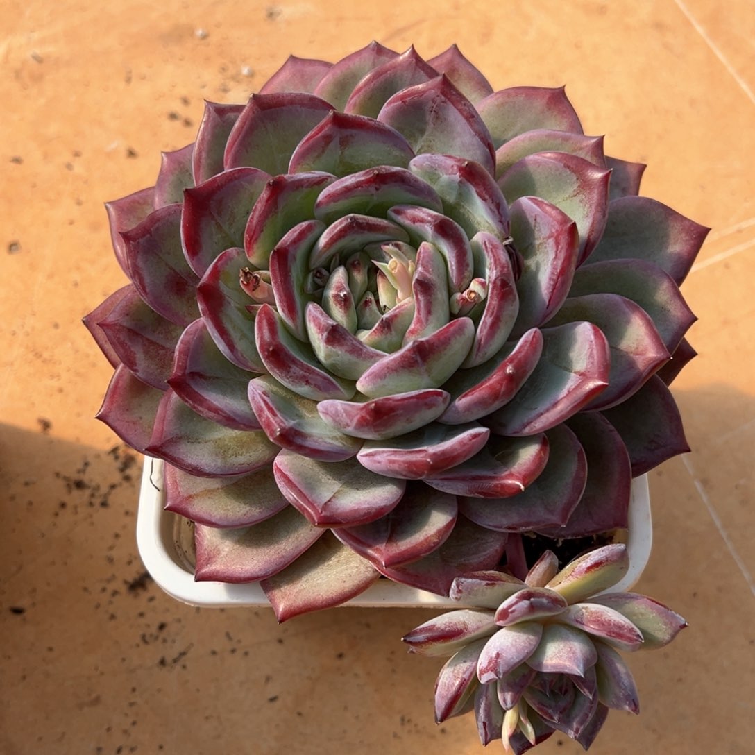 紫雪暗纹系多肉植物