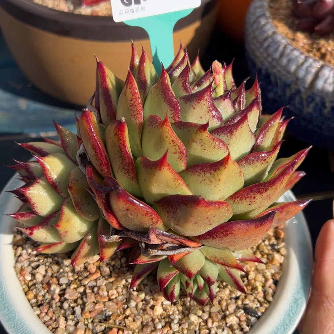 从前慢多肉精选编号0125.169