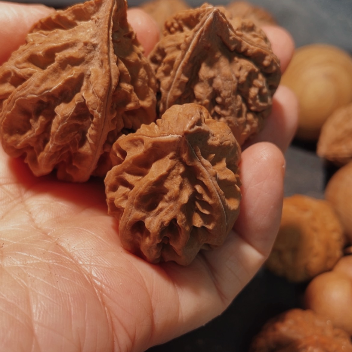 【闪购商品】把件文玩核桃无**波东北楸子28