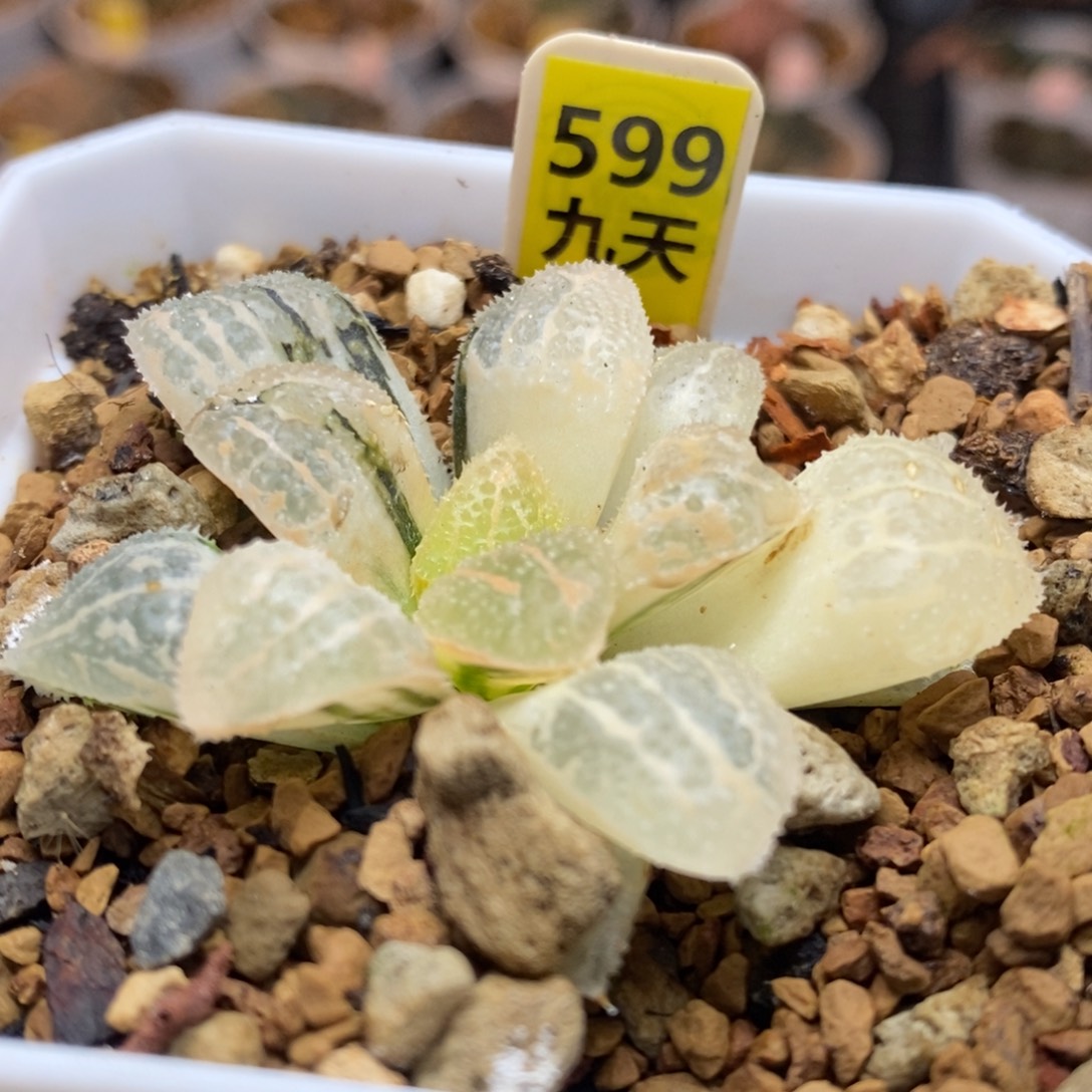 599号糊斑具味城锦多肉