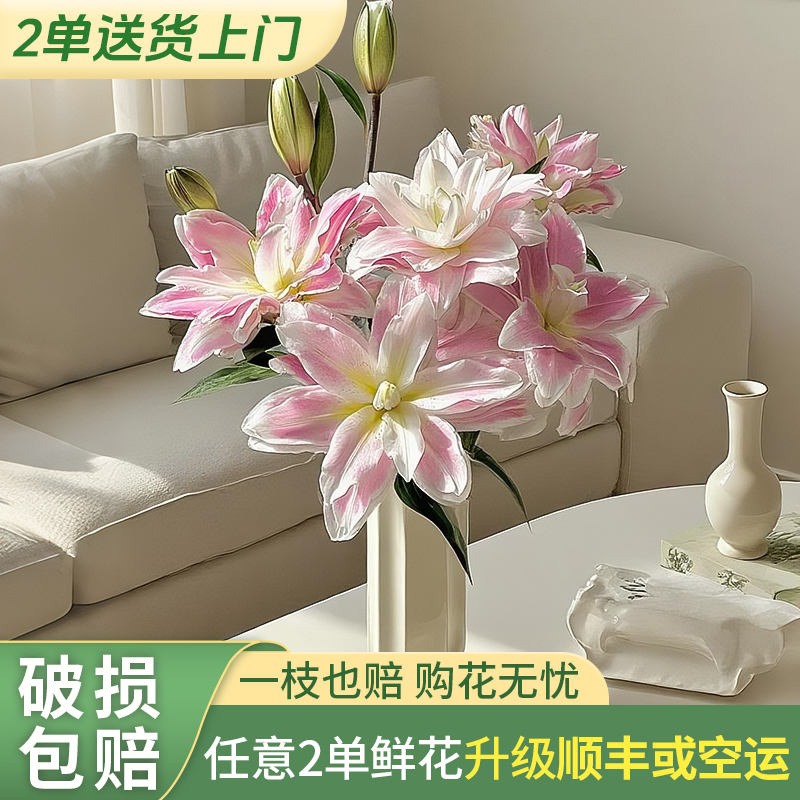 【云上花卉】莲花雅致重瓣百合 任意2单鲜花包邮 发货不支持退款