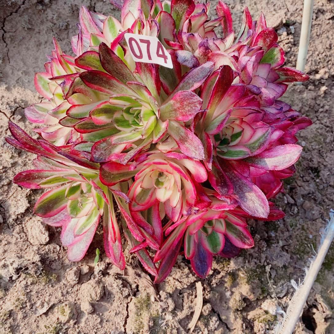 荔枝多肉开播福利