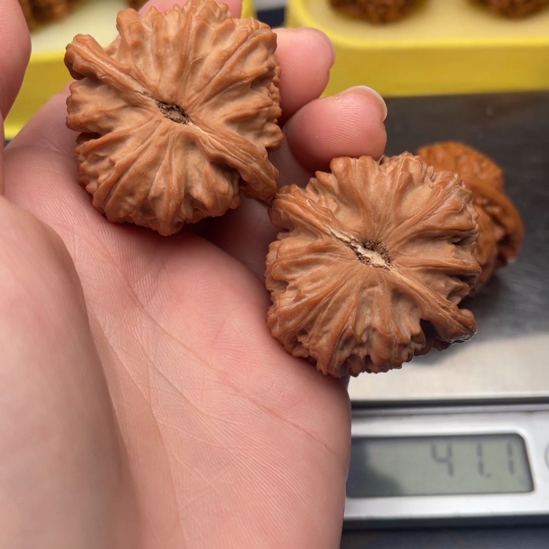 文玩核桃把件肖**治白狮子39