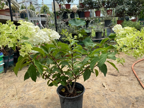 石灰灯圆锥木绣球一盆(一加仑