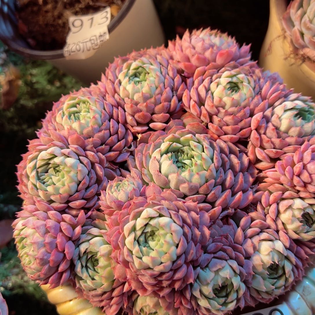 幸运的是我的朋友