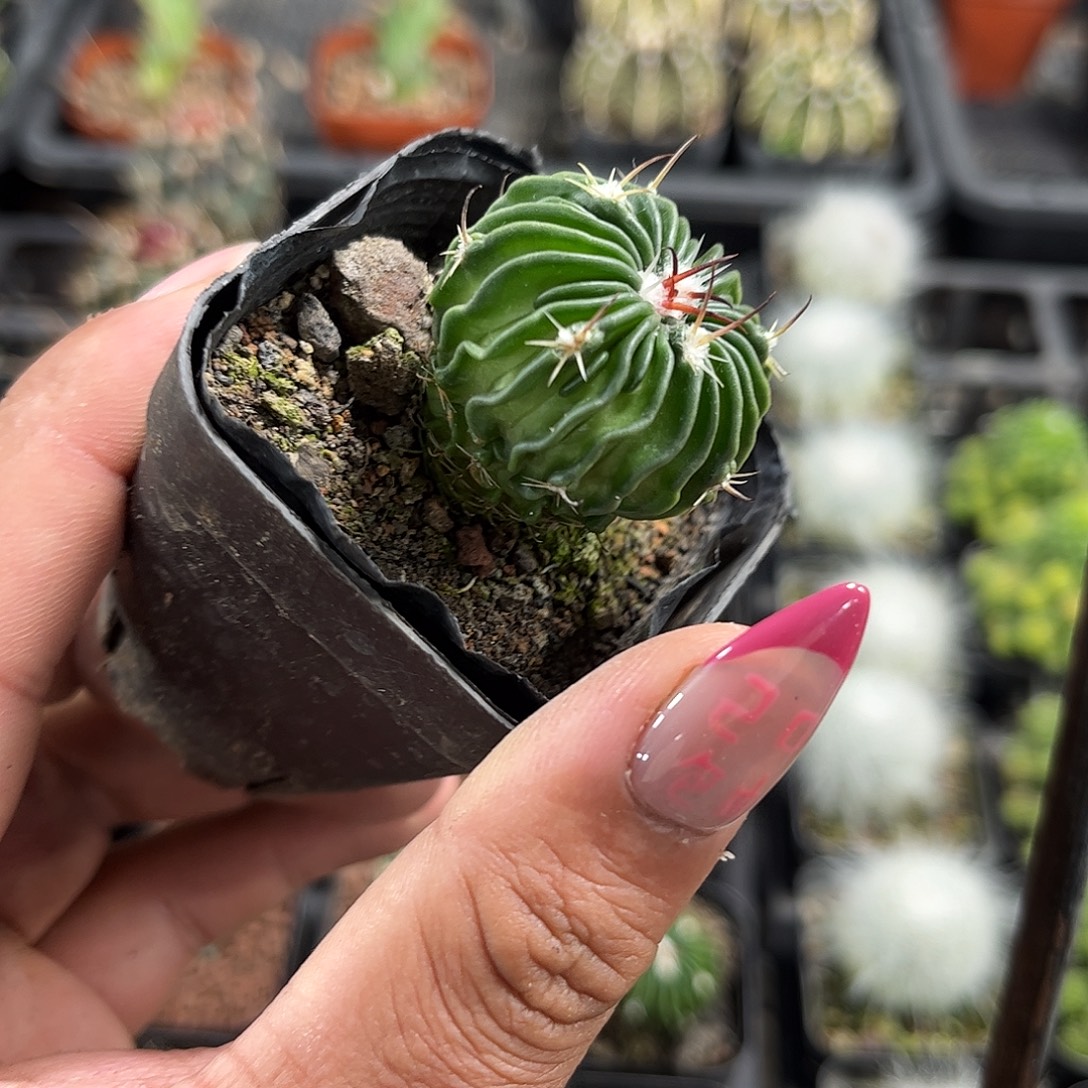 辛巴克单头发货单头