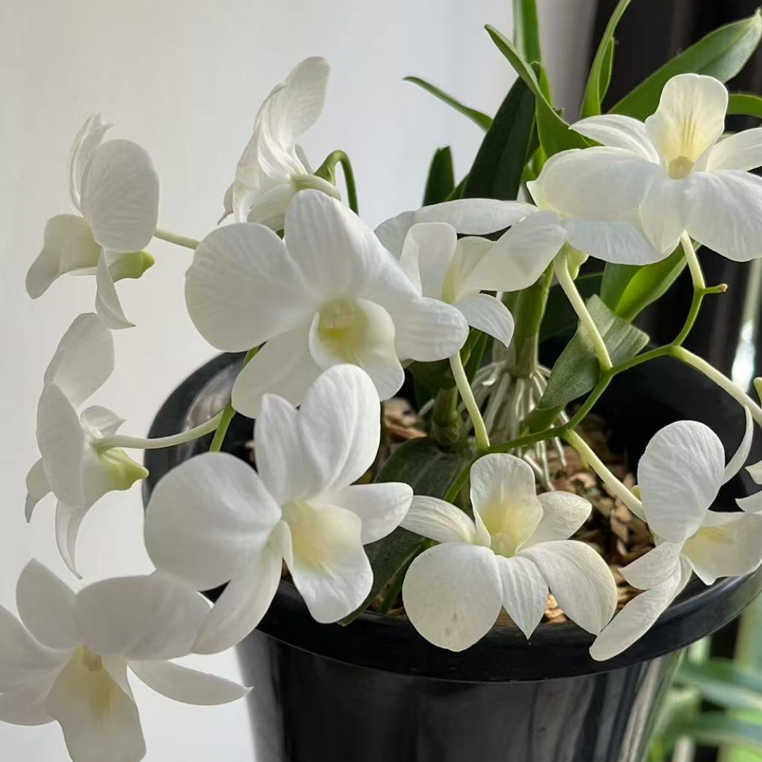 近缘石斛家庭观花绿植花香花艳花期长新手易养