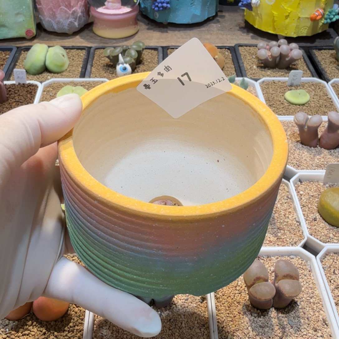 面***人多肉多肉多肉12.2-017