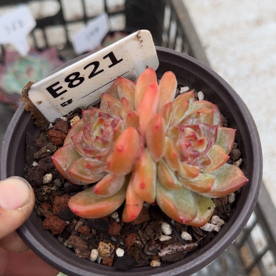珍妮一物一拍包装收缩花旱