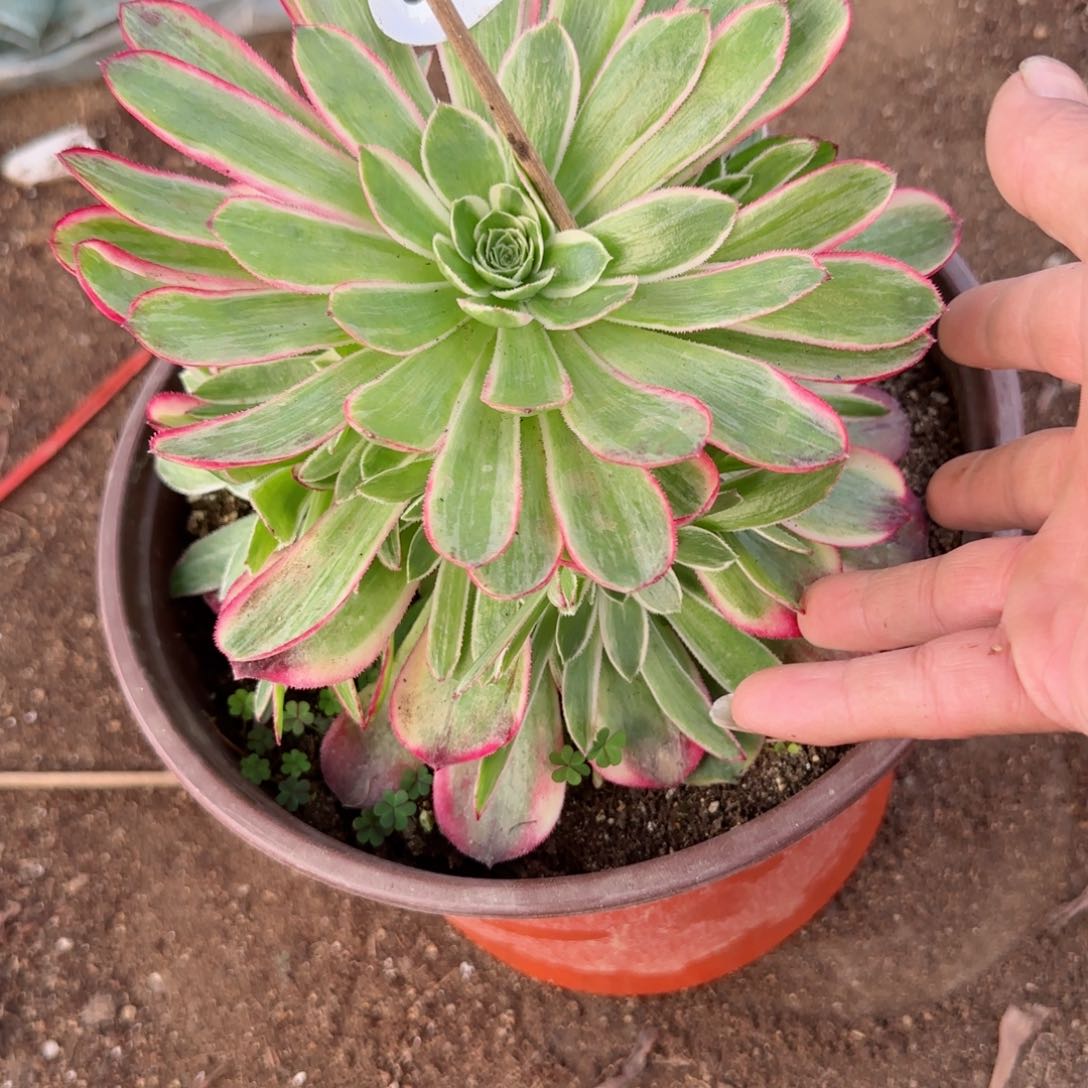 粉花妖法师多肉880