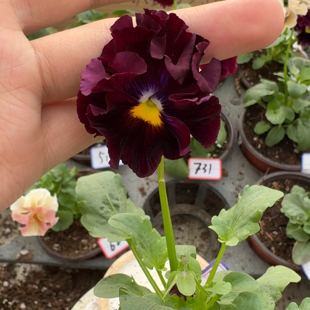 大部分花苞少量开放741